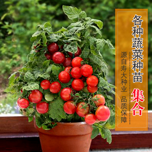 盆栽矮生小番茄苗圣女果千禧草莓蔬菜种籽菜籽辣椒樱桃番茄蔬菜苗