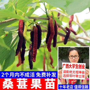 四季台湾长桑果苗当年结果 桑树苗盆栽南方种植桑葚树苗嫁接包邮