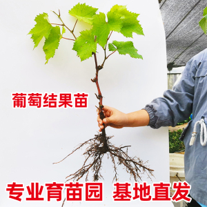 葡萄苗爬藤南方北方种植无籽嫁接晴王阳光玫瑰葡萄巨峰妮娜皇后苗