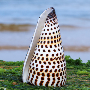 黄玉米螺天然贝壳海螺鱼缸水族箱装饰地中海拍照diy摆设标本芋螺