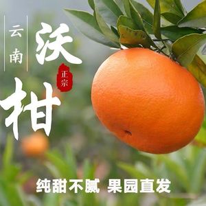 云南元谋沃柑2斤5斤现摘现发新鲜水果