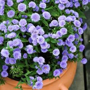 满18元包邮紫菀荷兰菊 花苗 翠菊 多年生耐热耐寒宿根庭院植物