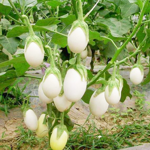 鸡蛋茄种子盆栽蔬菜种籽白色鸡蛋茄菜籽四季阳台观赏植物种子菜籽