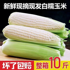 2024新鲜现摘白糯玉米9斤嫩甜玉米蔬菜当季鲜玉米棒子生苞米包邮