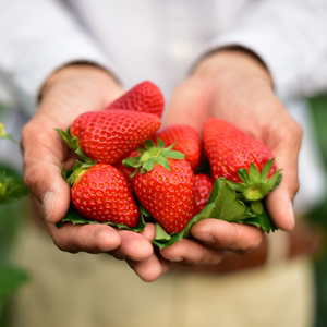 草莓苗盆栽阳台种植四季草莓奶油草莓天使淡雪白草莓特价包邮组合