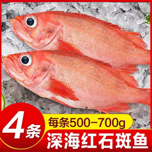 红石斑鱼鲜活冷冻大眼石斑鱼大红鱼海鲜海鱼东星斑速冻水产海鲈鱼