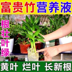 【一喷就绿】富贵竹营养液专用型水养观音竹叶黄家用植物生根花肥