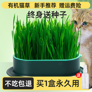 猫草盆栽种籽育苗盘懒人种植无土水培猫草猫咪化毛草小麦种子零食