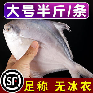 (无冰水半斤一条)新鲜野生东海白鲳鱼银鲳鱼海鲳鱼平鱼鲳扁鱼