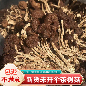 云南茶树菇干货官方旗舰店新鲜不开伞菌菇类香菇煲汤菇500g