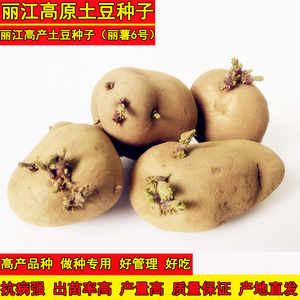 丽薯6号土豆种子洋芋种发芽率高 丽江高产抗病强马铃薯种薯土豆种
