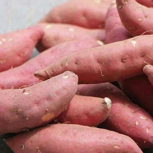 红薯建水红皮甜蜜薯地瓜番薯黄金蜜薯西瓜红蜜薯粗粮包邮云南特产