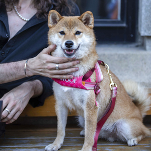 酷极狗狗牵引绳牵狗绳小狗绳子胸背小型犬泰迪柯基背带宠物背心式