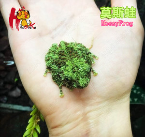 莫斯蛙莫丝蛙苔藓蛙mossyfrog雨林生态蛙造景宠物蛙巨型招财雨蛙