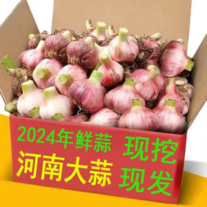 河南大蒜2024年新鲜现挖嫩大蒜头现挖现发紫白皮可腌制糖醋蒜泡蒜