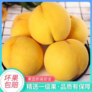 现摘砀山新鲜黄桃10斤应当季孕妇水果大毛桃子蜜桃时令大果整箱5