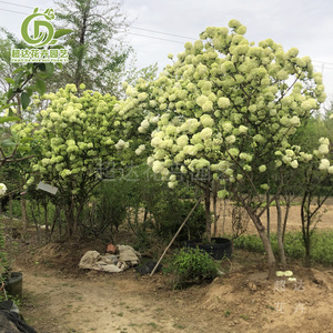 中华木绣球大花斗球木本绣球花园植物庭院楼顶阳台花园盆栽