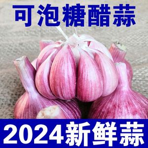 2024新鲜现挖湿蒜新大蒜紫皮鲜蒜红皮多瓣大蒜头蔬菜泡糖醋蒜农家