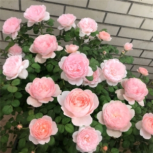 瑞典女王月季花苗四季开花灌木浓香切花月季庭院阳台花卉盆栽玫瑰