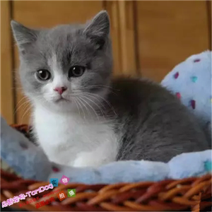 英短蓝猫蓝白猫活体纯种活体宠物猫加白幼猫正八字包子脸短毛猫e