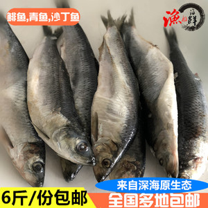 东北沙丁鱼俄罗斯鲱鱼冷冻青鱼沙丁鱼新鲜水产鳁鱼温鱼籽鱼白6斤