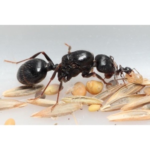 蚂蚁工匠收获蚁城堡活体蚁后宠物工坊产产地收获新后