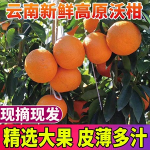 云南大理沃柑高原橘子现摘甜桔子大果丑柑薄皮新鲜孕妇水果10斤