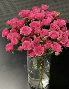 A级多头玫瑰泡泡苏菲宝贝稀有品种家居水养鲜花鲜切花粉色玫瑰