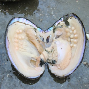 60个一组多珠大三角蚌自家养殖鲜活珍珠河蚌产地直销自己开景区