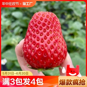 草莓种籽子水果苗四季结果水果盆栽植物花种子籽子奶油超甜种植