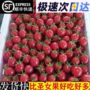 圣女果5斤新鲜水果自然熟西红柿生吃樱桃千禧小番茄蔬菜包邮d次日