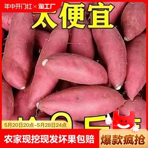 沙地龙九蜜薯红薯新鲜9斤番薯农家现发烤地瓜山芋红署自种黄心