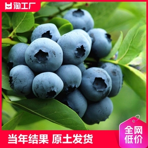 蓝莓树果苗南北方种植四季兔眼特大盆栽蓝莓苗果树蓝梅结果南方种