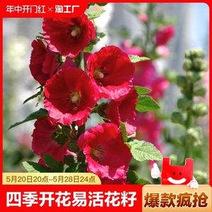 蜀葵花种混色一丈红重瓣种子室外庭院多年生四季易活花卉籽子新鲜
