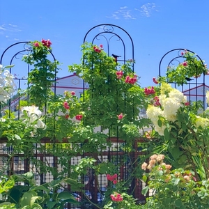 铁线莲爬藤架月季绿萝蔷薇植物攀爬花架户外花园庭院栅栏铁艺支架