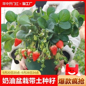 奶油草莓苗盆栽种籽子可食用红颜四季结果阳台种植新苗秧多年生