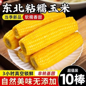 东北黄糯玉米真空包装新鲜甜糯玉米粘非转基因玉米棒子黏苞米香甜