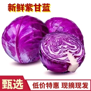 山东新鲜紫甘蓝紫包菜紫色球生菜红椰菜西餐蔬菜轻食沙拉食材包邮