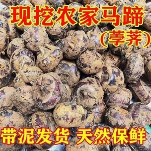 广西荔浦马蹄荸荠新鲜马蹄大果3斤5斤整箱带泥现挖现发
