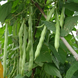高产四季豆种孑豇豆蔬菜种子长豆角种籽白芸豆四季种播不搭架玉米