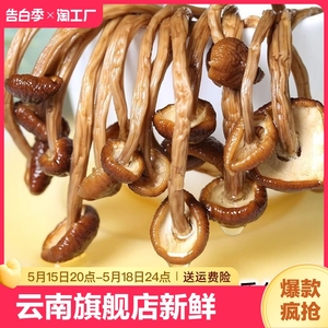 云南茶树菇干货干菌菇菌类菇类商用干食材大全农产品鹿茸菇姬松茸