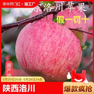 华圣陕西洛川红富士苹果水果新鲜当季整箱脆甜官方旗舰店产地直发