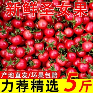 广西新鲜千禧圣女果5斤西红柿小柿子小番茄樱桃当季特产水果蔬菜1