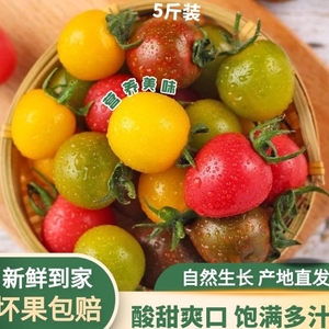 新鲜彩色小番茄450g迷彩小西红柿四色酸甜圣女果自然熟即食