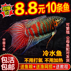 中国斗鱼活鱼普叉巨普冷水鱼耐养不打氧活体观赏鱼花手巾耐活鱼苗