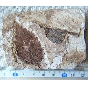 天然山旺植物化石家居摆放树叶原石复古石材古生物科普标本zw9999