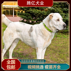 中国秋田犬 淘宝拼多多热销中国秋田犬货源拿货 阿里巴巴货源 中国秋田犬 淘宝拼多多热销中国秋田犬货源拿货 阿里巴巴货源