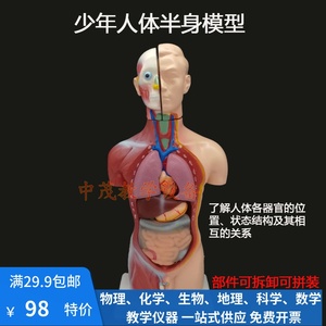 少年男性人体半身模型内脏器官系统结构可拆可拼生物解剖专业教具 阿里巴巴找货神器