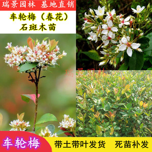 春花石斑木 春花石斑木品牌 价格 阿里巴巴