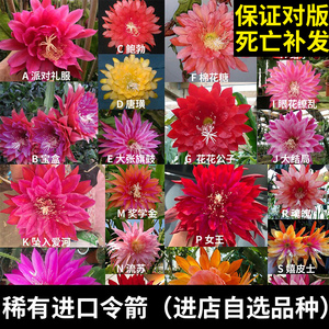 稀有品种kiwi枝条令箭荷花大苗带花苞盆栽花卉室内外易活绿植昙花